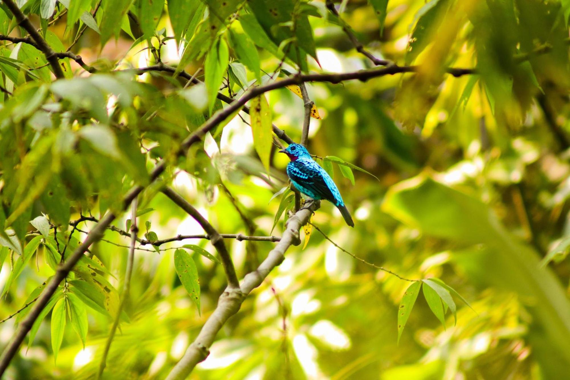 Paraiso Do Calango Azul * Presidente Figueiredo